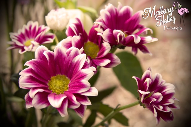 flowers from Denise captured by Mallory Holley Photography