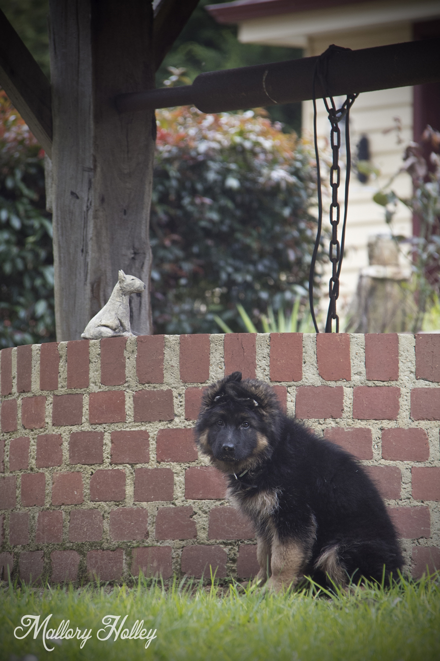 Dodge, my little brother's German Shepherd puppy sitting by the well.