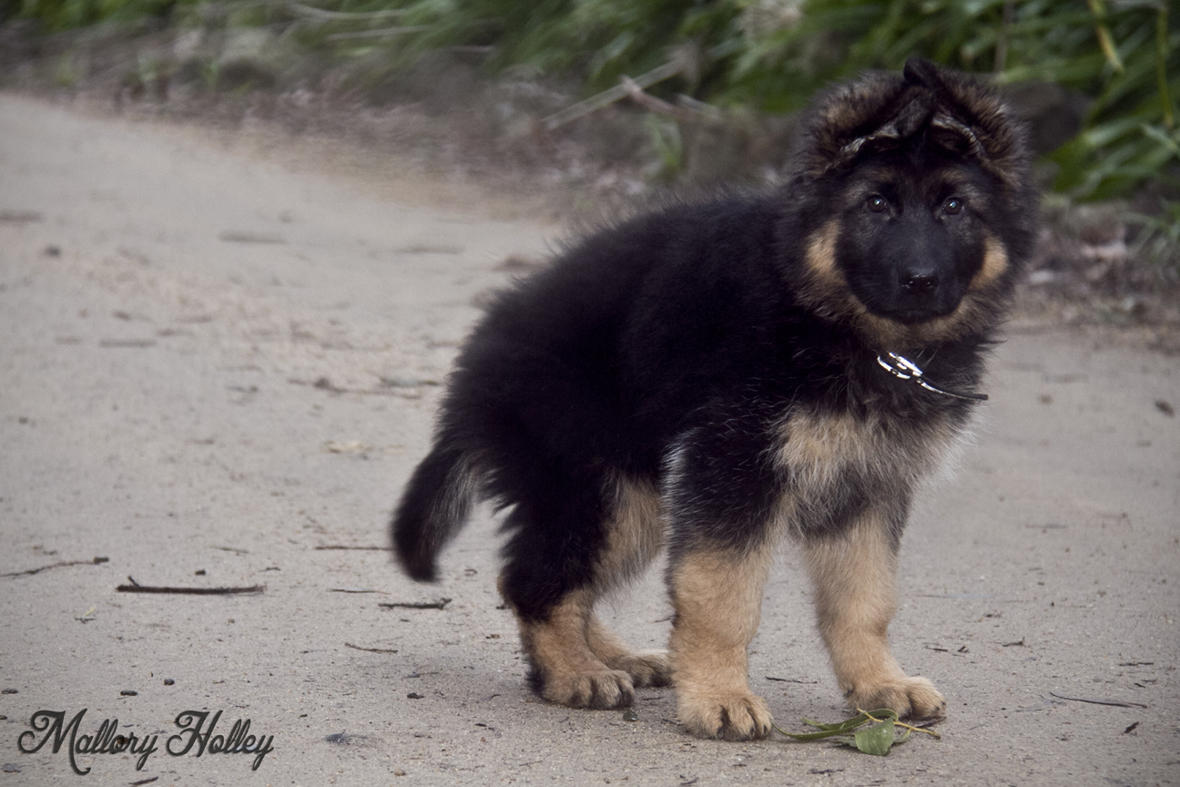 Dodge in the driveway.