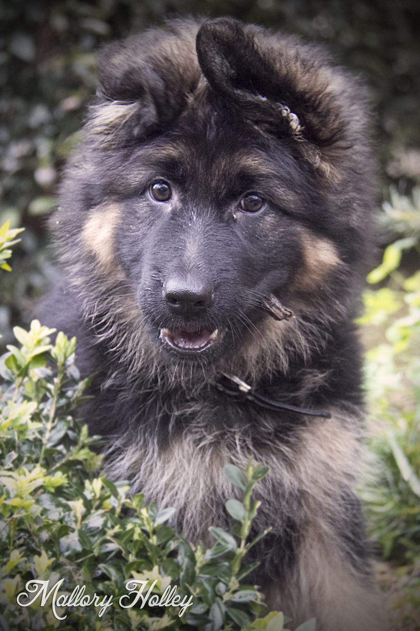 Dodge in Mum's garden bed... because she can!