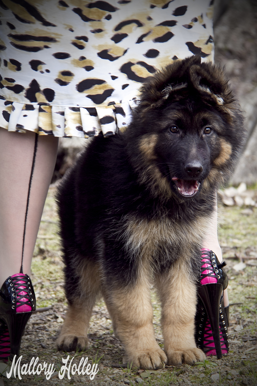 Dress Me Gorgeous Pinup Dress Review German Shepherd Puppy_0303.