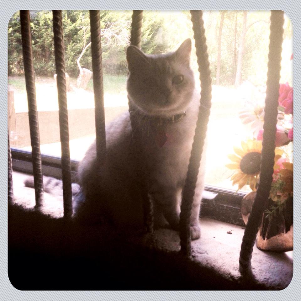 Enzo in gaol... well actually, in the window of my new studio. 