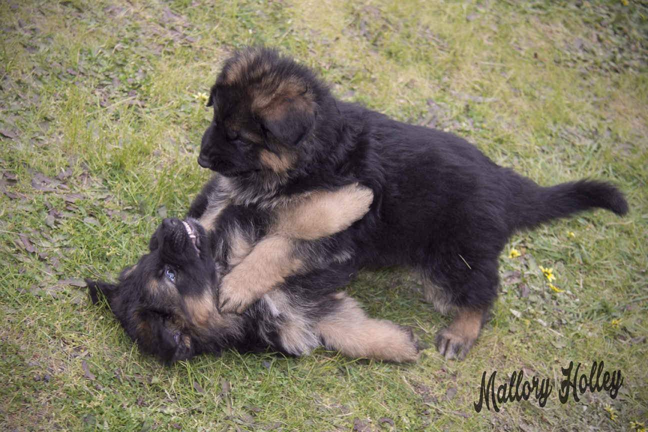 cadillac-playing-with-her-brother-6-week-old-gsd-puppies