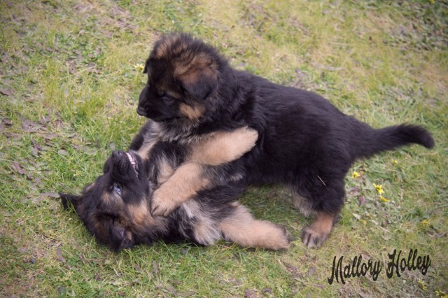 cadillac-playing-with-her-brother-6-week-old-gsd-puppies