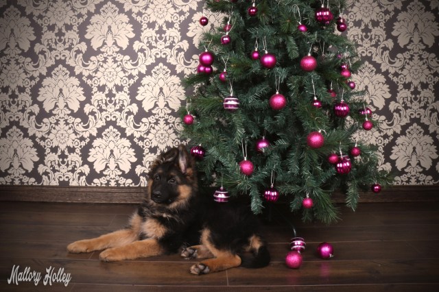 christmas-german-shepherd-puppy-photoshoot-cadillac