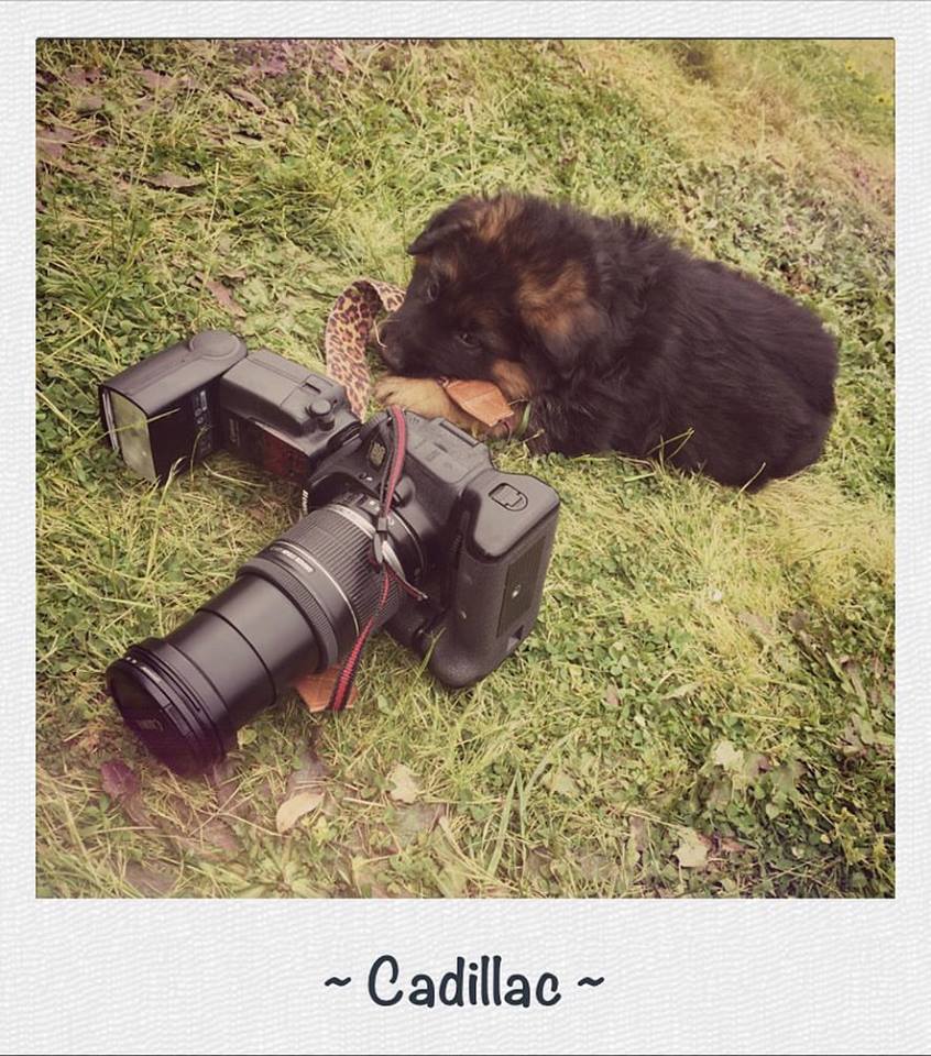 my-2016-model-cadillac