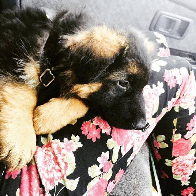 my-beautiful-cadillac