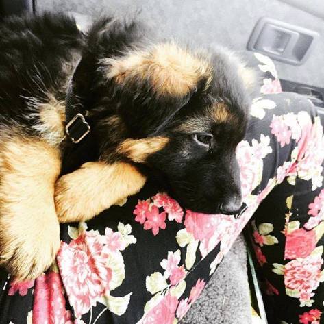 my-beautiful-cadillac