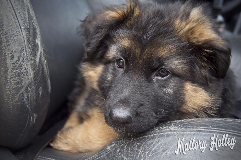my-german-shepherd-puppy-cadillac-at-8-weeks-old