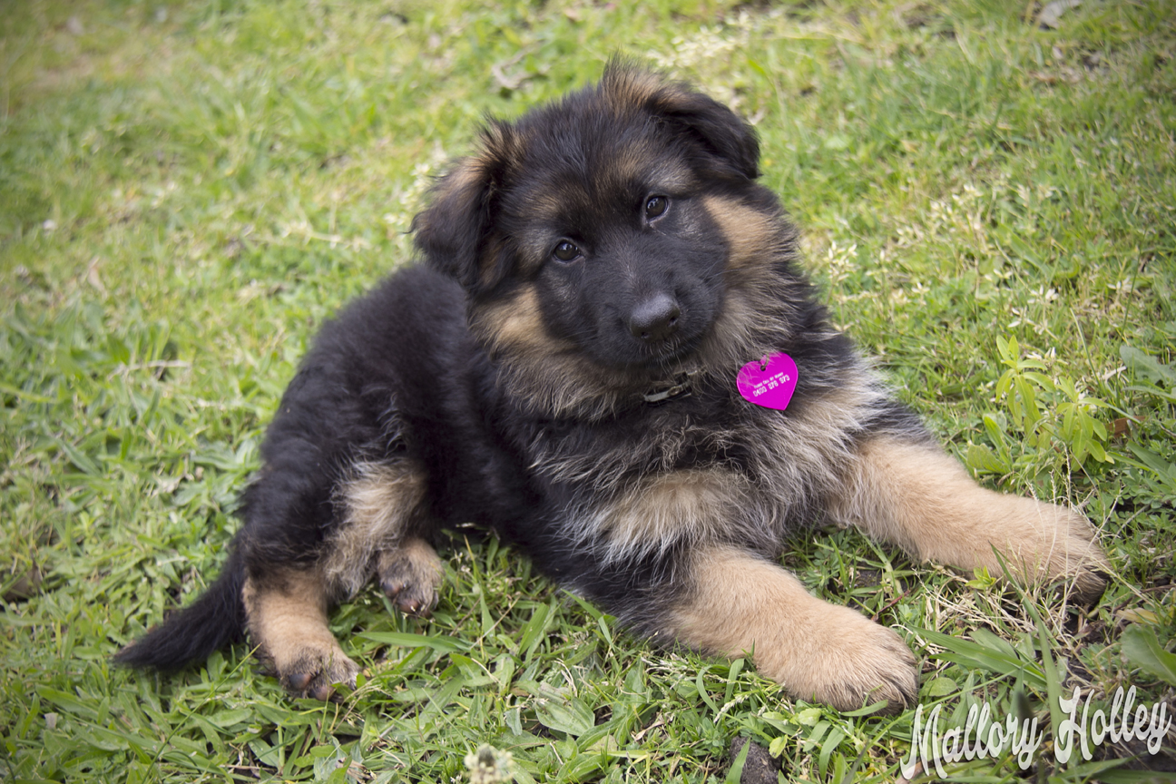 my-gsd-puppy-cadillac-at-8-weeks-old