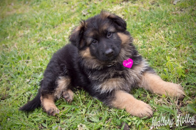 my-gsd-puppy-cadillac-at-8-weeks-old