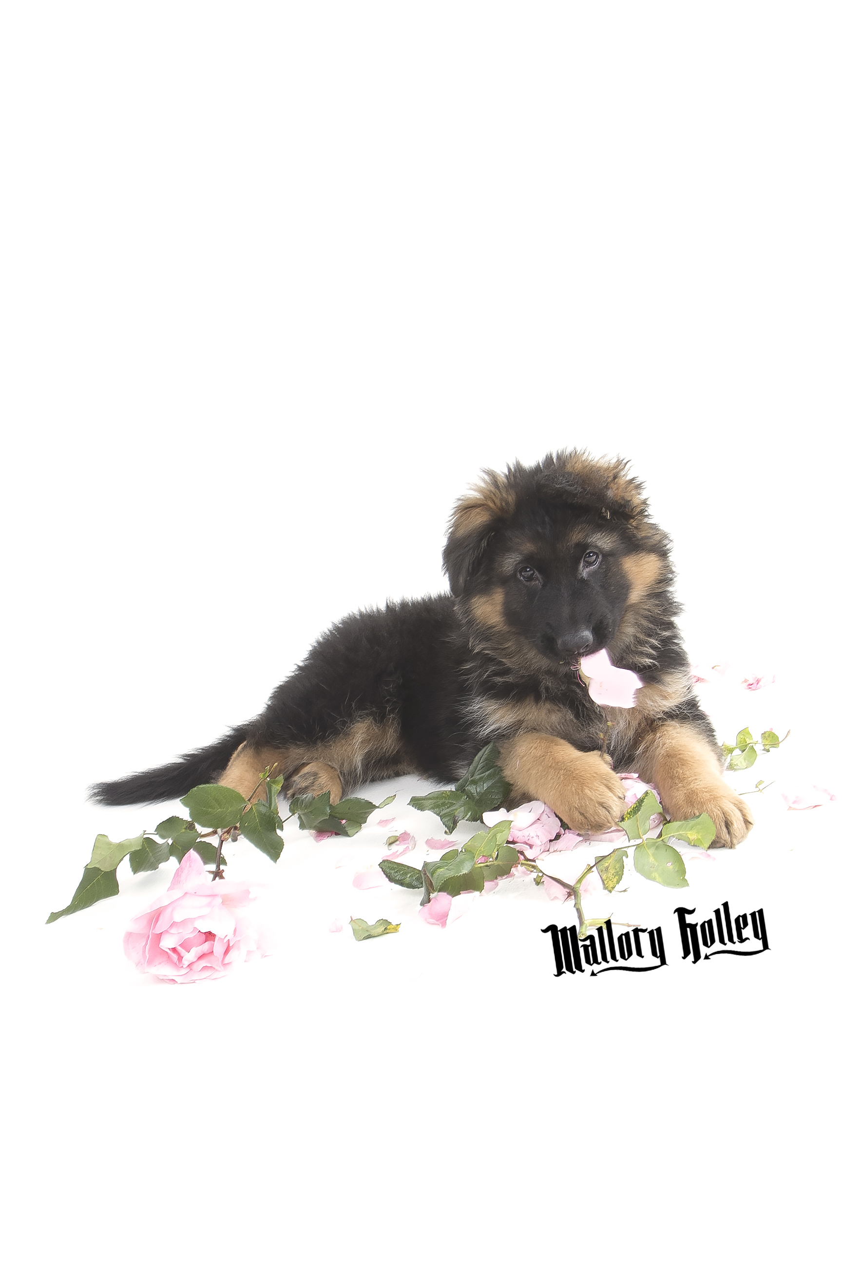 German Shepherd Puppy & chewed up roses