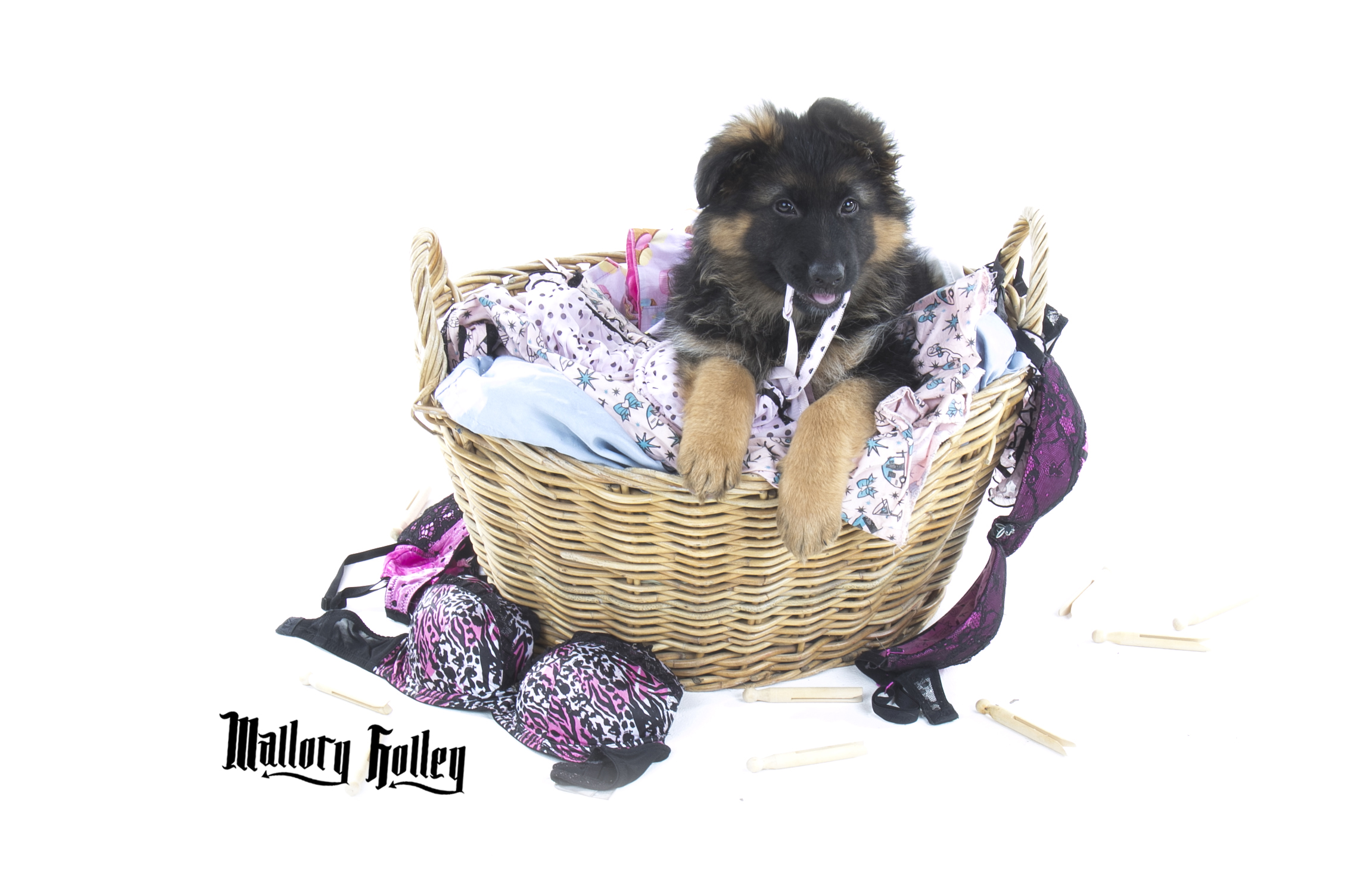 German Shepherd Puppy chewing bra strap