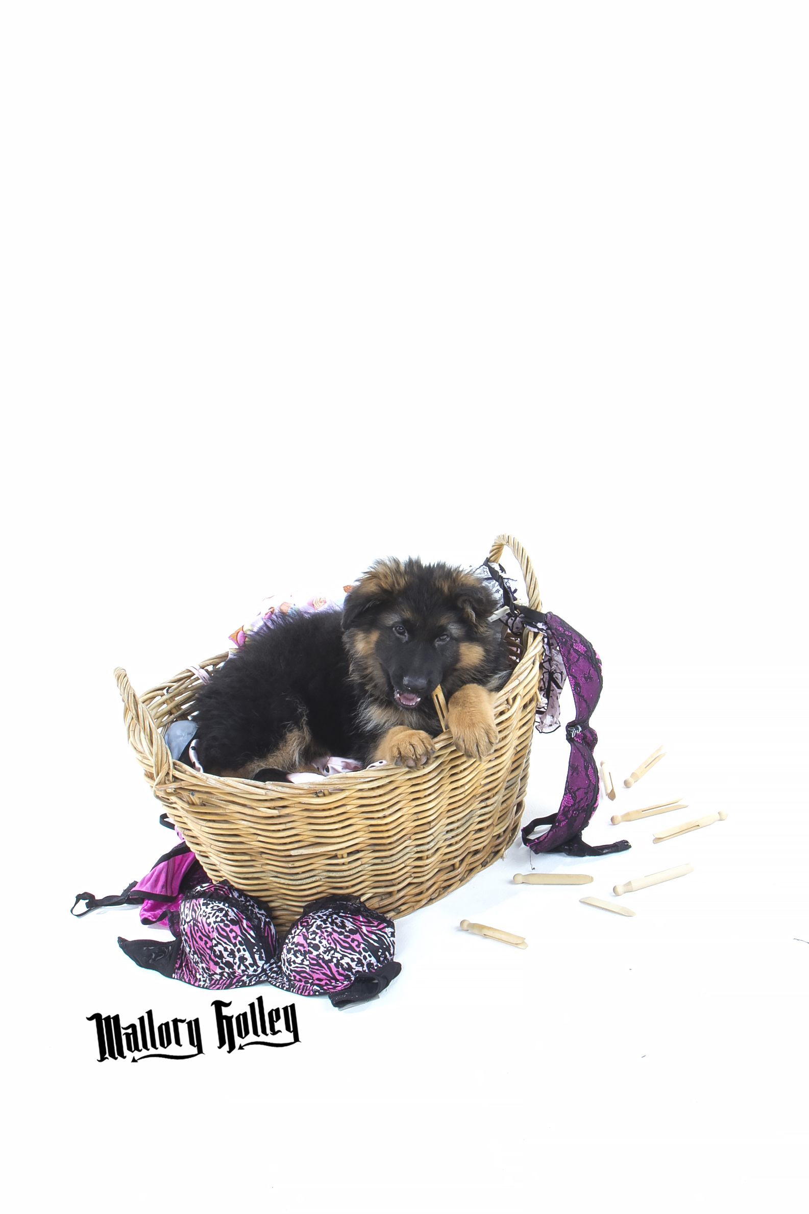 German Shepherd Puppy chewing washing pegs