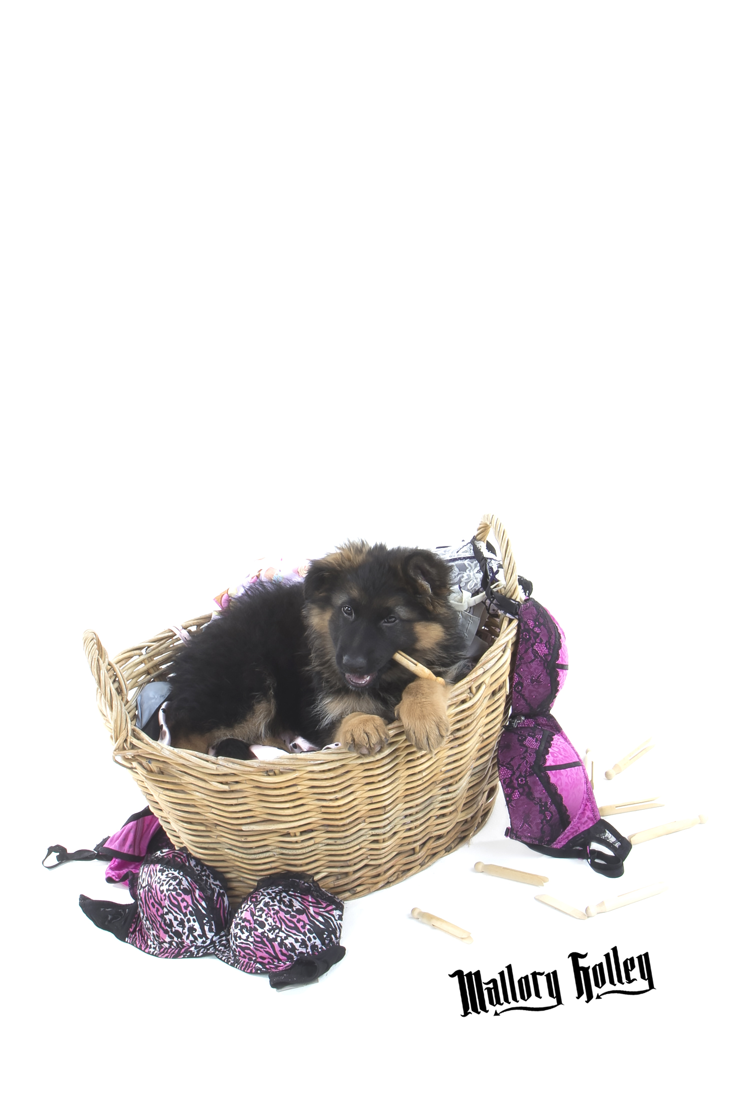 German Shepherd Puppy eating clothes pegs