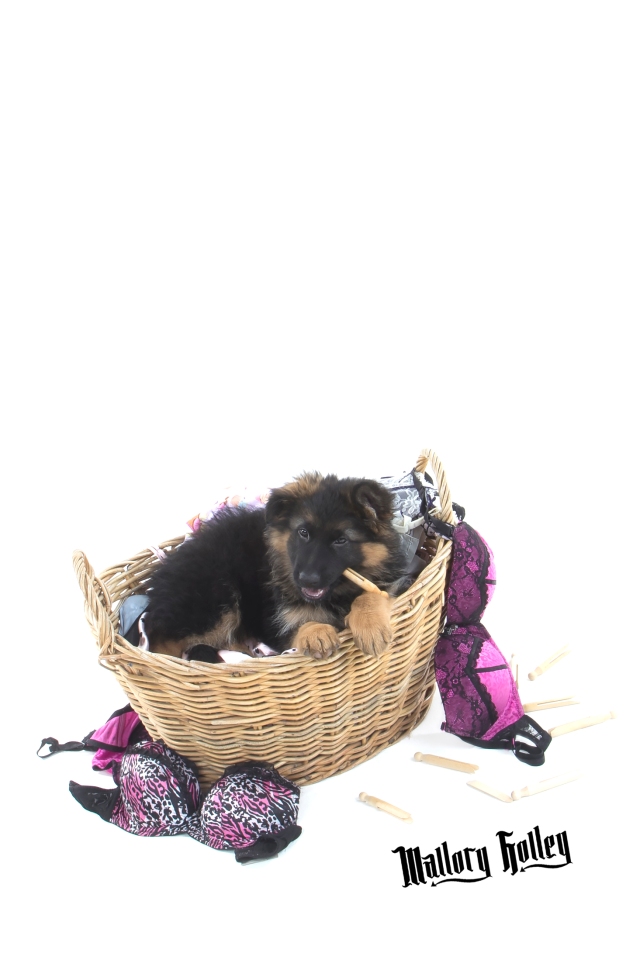 German Shepherd Puppy eating clothes pegs