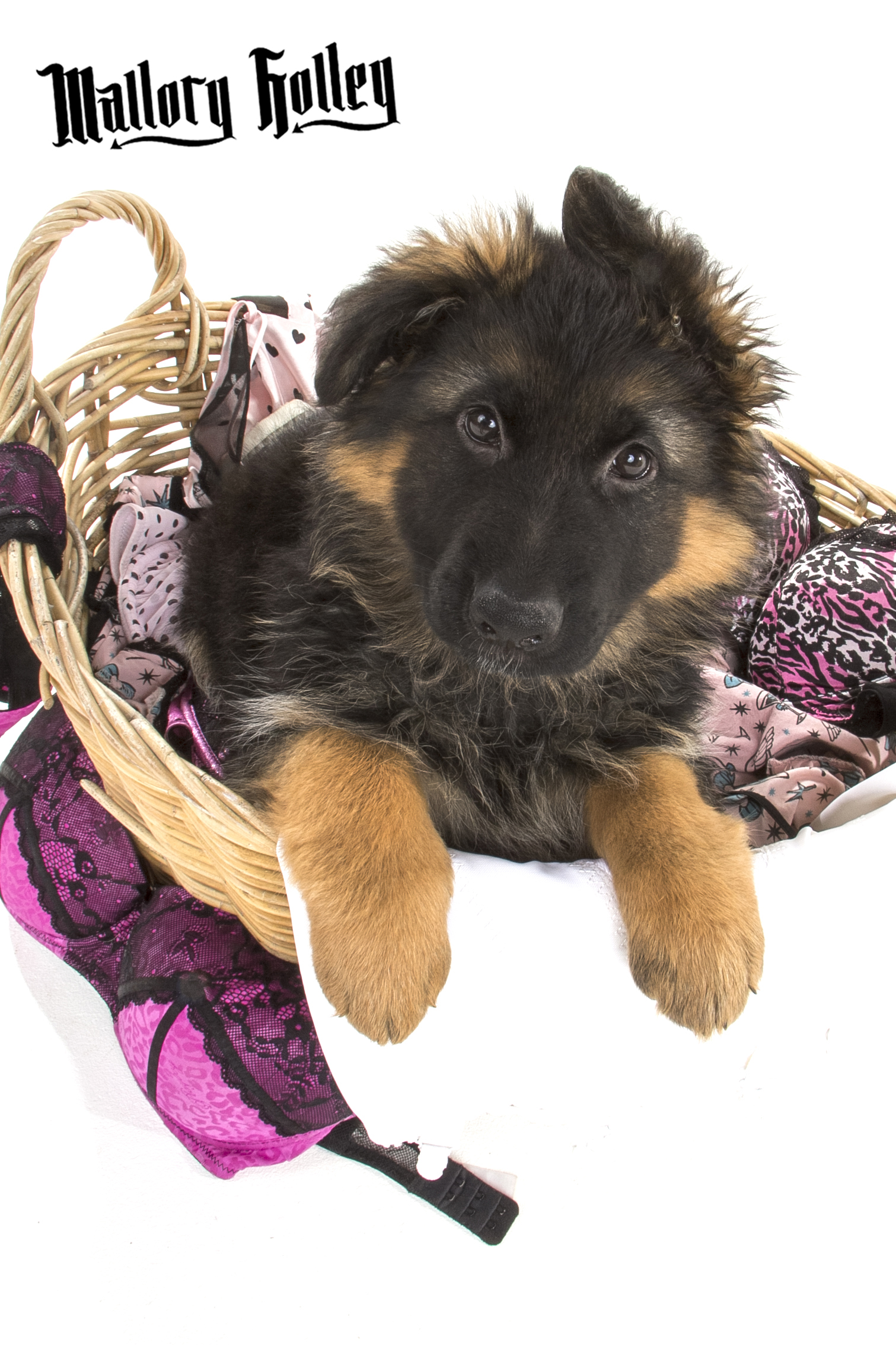 German Shepherd Puppy in Washing Basket