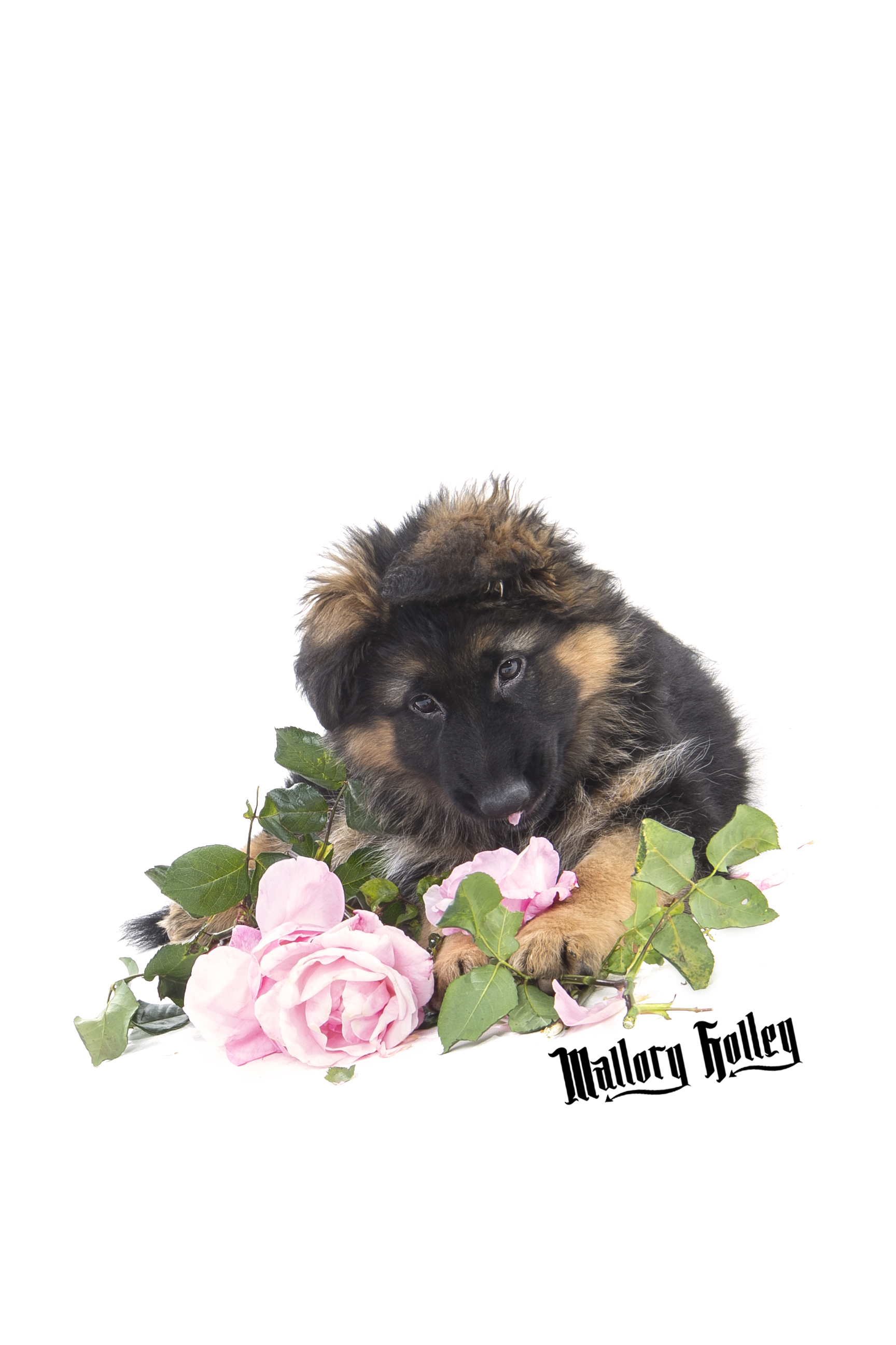 German Shepherd Puppy & Roses